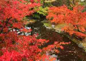 多可町北播磨余暇村公園　雨に濡れた紅葉2014山口康博.jpg.jpg