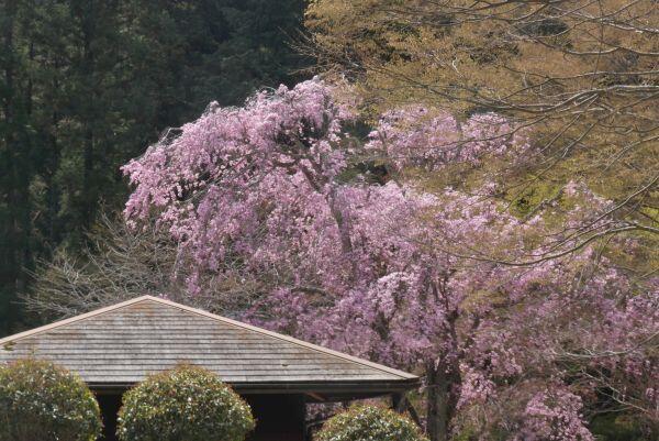 230330荘厳寺.jpg