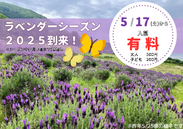 ラベンダーシーズン到来！2025-1.png