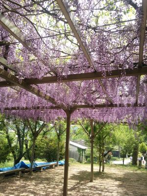 六所神社のフジが見ごろ