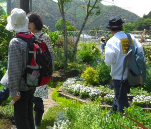 150510 (レポート)散歩道「亜麻の花とオープンガーデン」