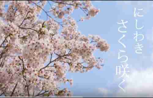 動画　にしわき桜さく　