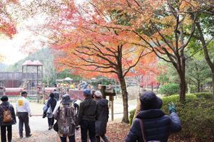 01紅葉.JPG