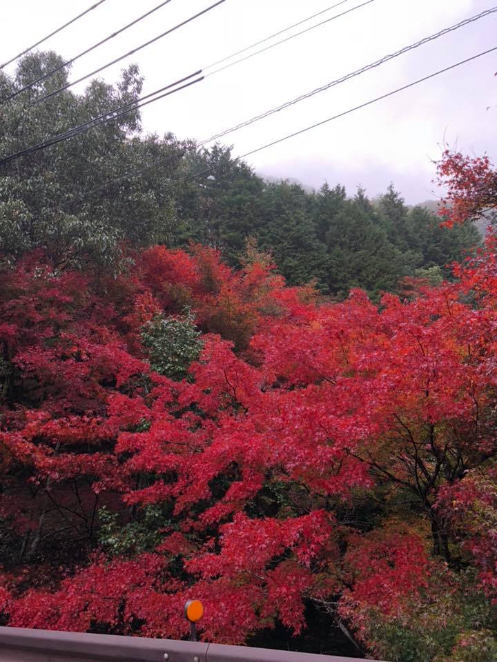 多可町の紅葉情報：竹谷山