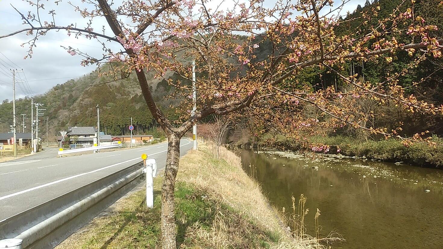 春の花だより②　郷土記念物　坂本の化椿（ばけつばき）