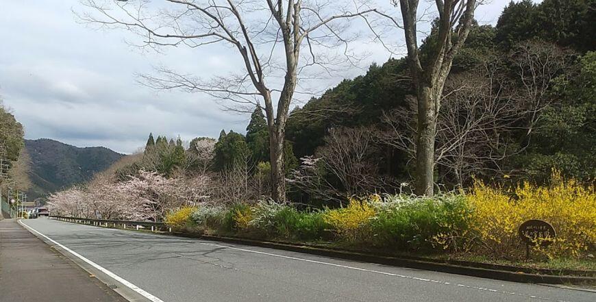 春の花だより⑤