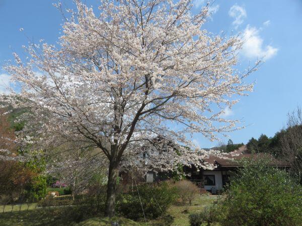 春の花だより⑦