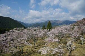 200404桜公園（藤川撮影） (2).jpg