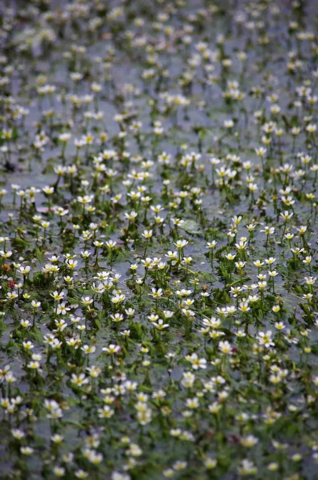 バイカモの花が見ごろです