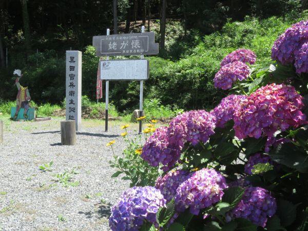 あじさいが見ごろ：黒田官兵衛生誕の地（姥が懐）