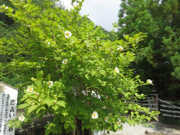 ナツツバキが見ごろです：成田山法輪寺