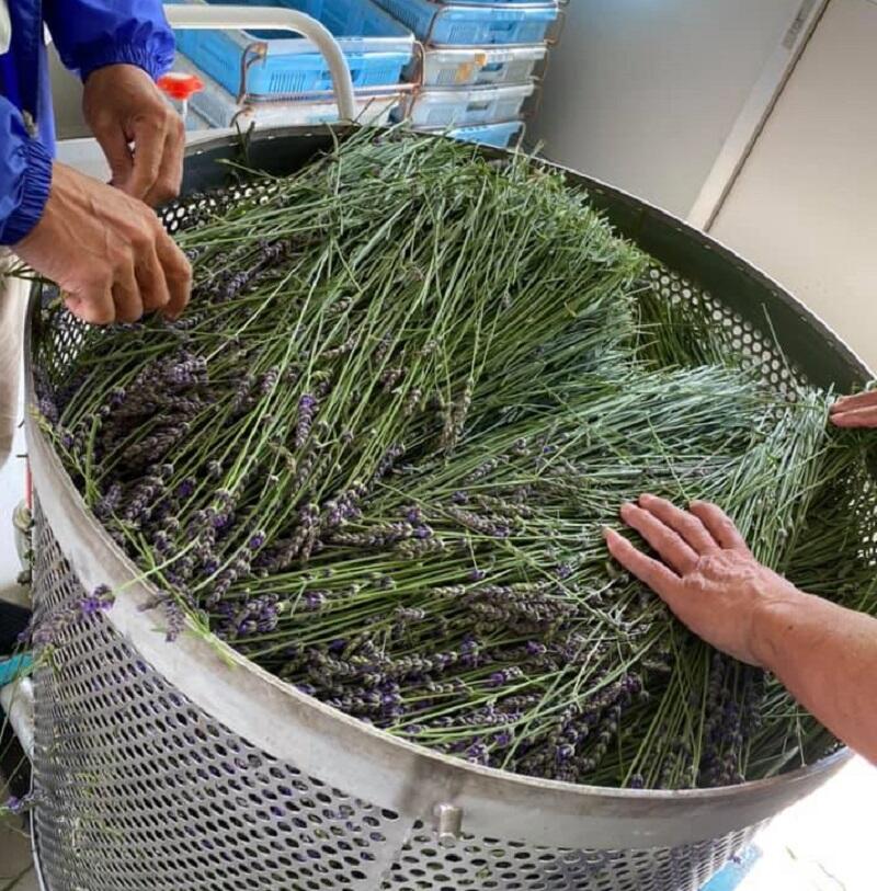 ラベンダー精油の蒸留が始まりました：ラベンダーパーク多可