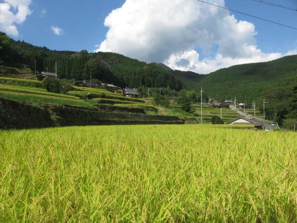 岩座神の棚田風景