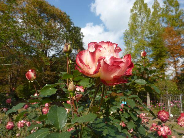 バラの花が見ごろ：多可町余暇村公園