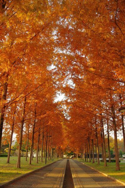 メタセコイアの紅葉：日本へそ公園