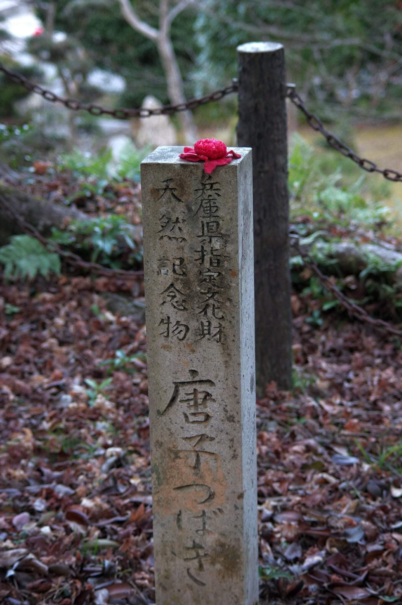 春の花だより：西林寺の唐子ツバキ