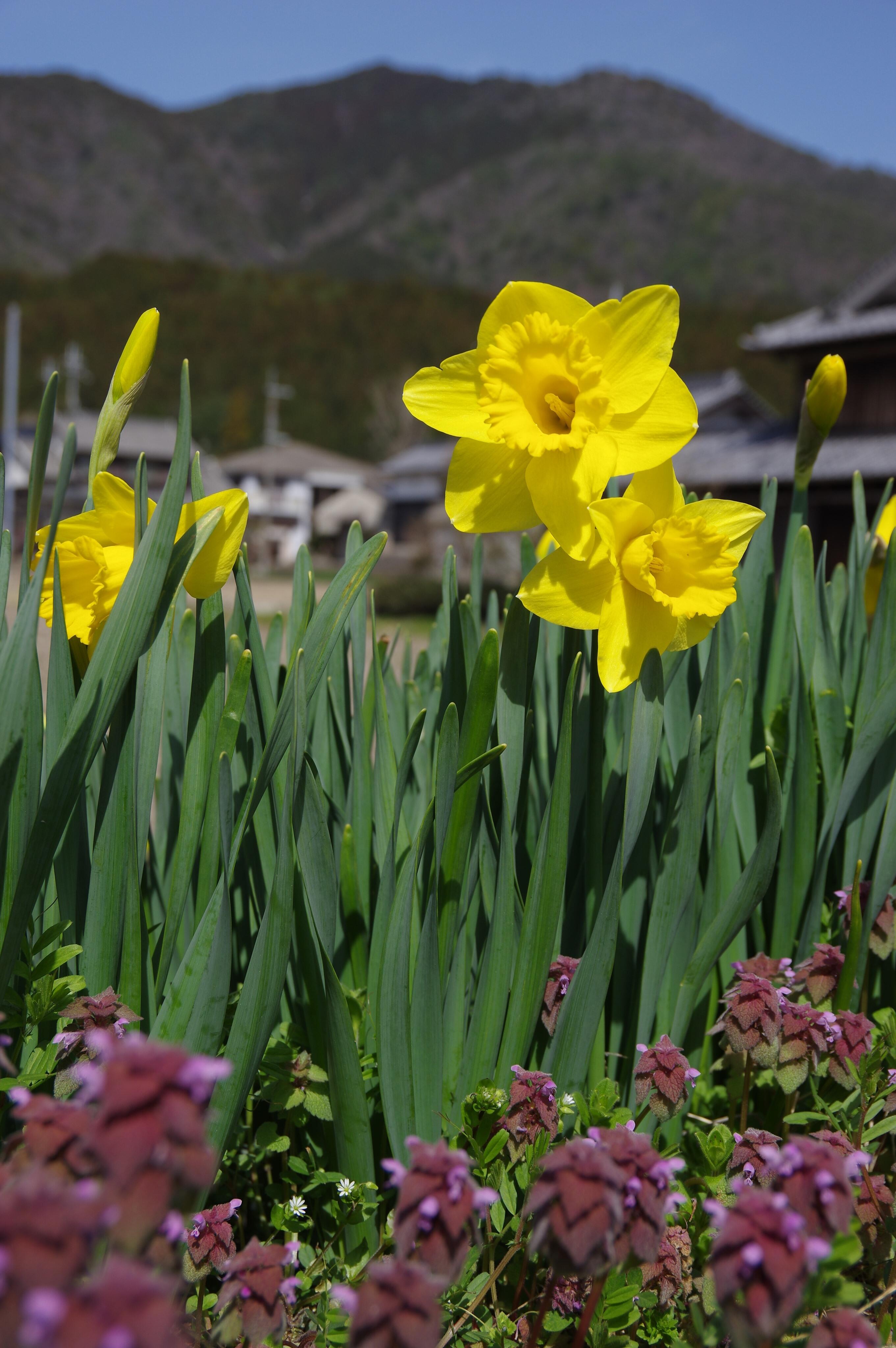 春の花だより：スイセン