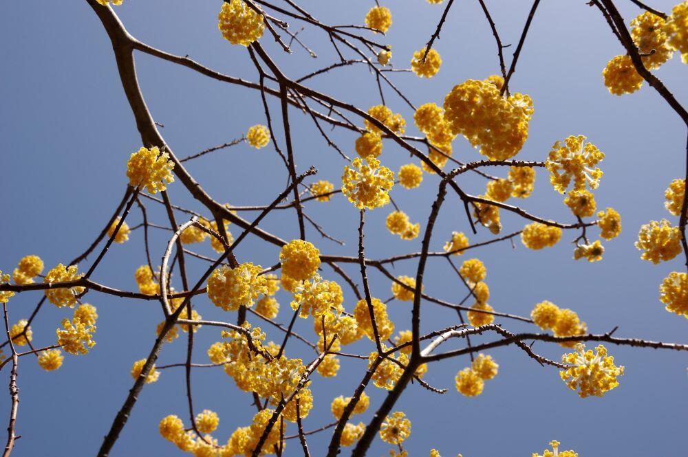 春の花だより：ミツマタ