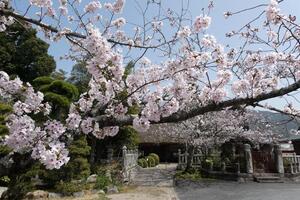 兵主神社.JPG