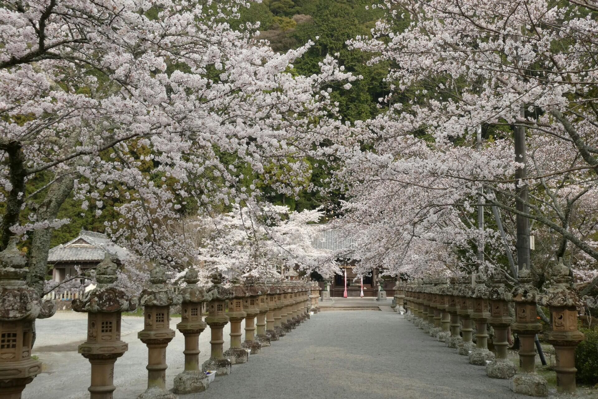 春の花だより：桜②