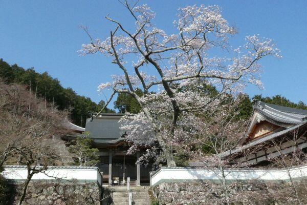 春の花だより：桜　他