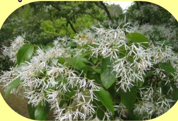 ヒトツバタゴ（なんじゃもんじゃ）の花が見ごろ：多可町余暇村公園