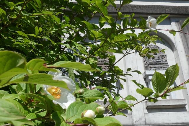 初夏の花〔ナツツバキ〕：成田山法輪寺