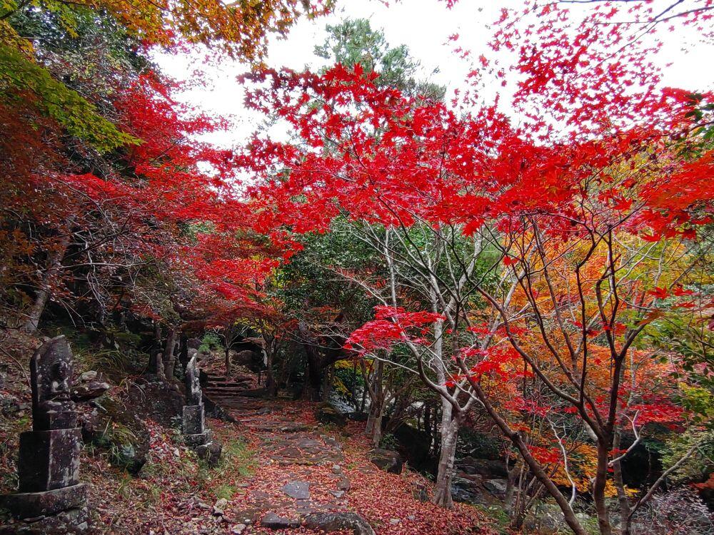 北はりまの紅葉③