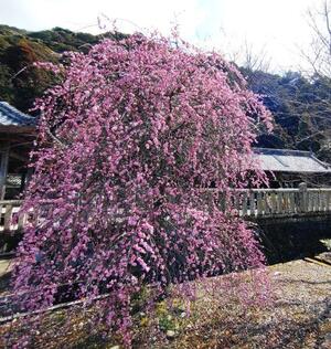 220314大歳金刀比羅神社　しだれ梅？（1）.jpg