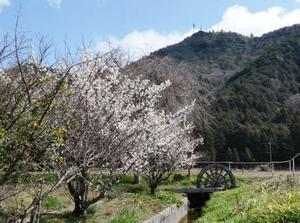 220314思い出川沿い　梅（2）.jpg