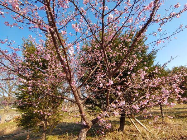 北はりまの春だより②