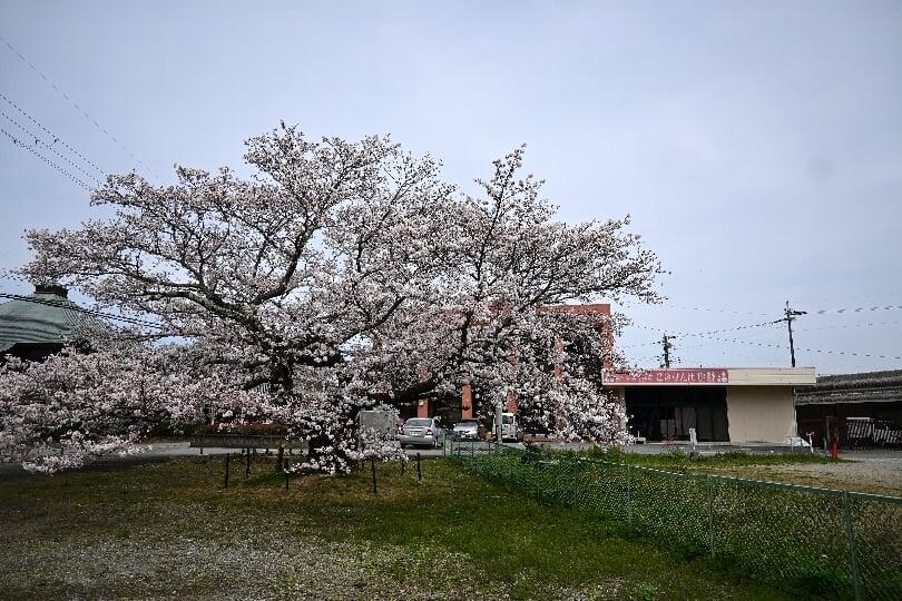 北はりまの春だより⑥　ええまち比也野里の夫婦桜
