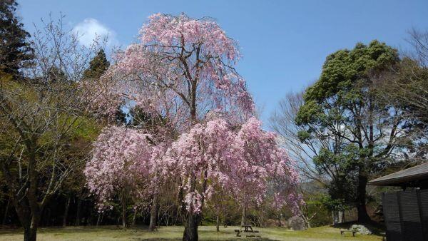 北はりまの春だより　枝垂桜