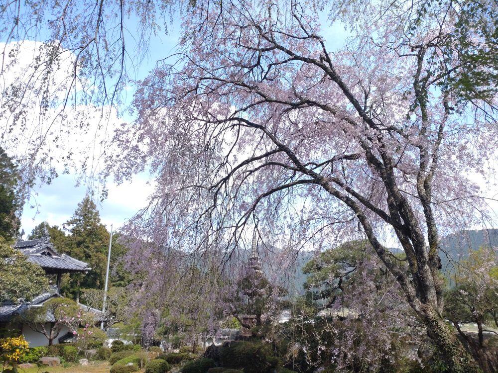 北はりまの春だより　枝垂桜