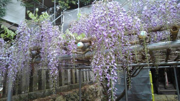 瀧尾神社の藤