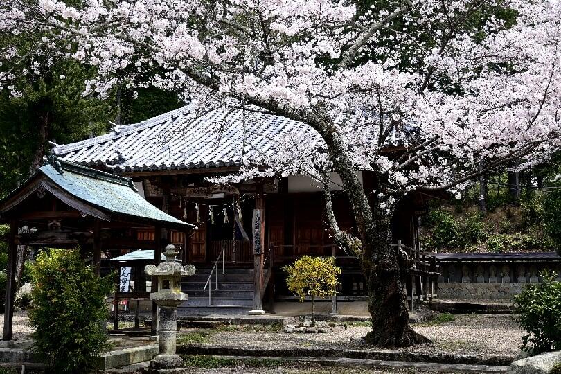 北はりまの春だより⑧　頼政公ゆかりの里（遊歩道）長命寺