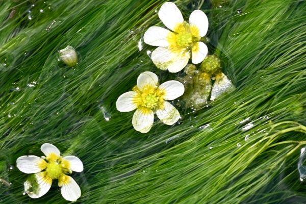 多可町で花めぐり