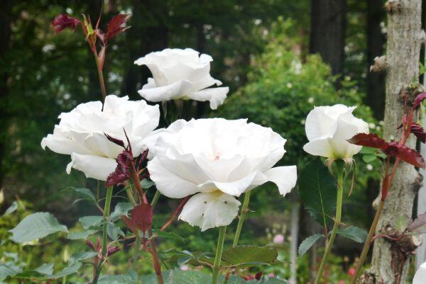 バラの花が咲き始めました：多可町余暇村公園