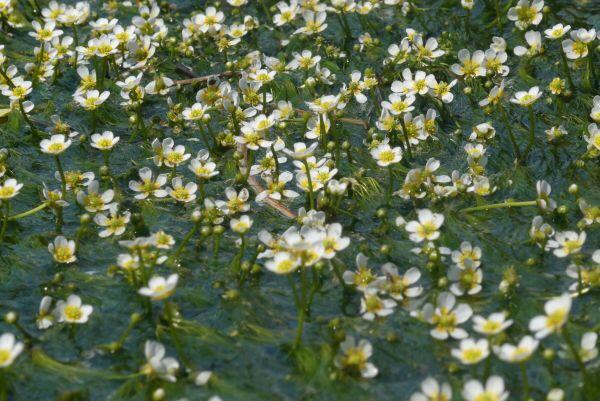 多可町加美区大袋の梅花藻が見頃です
