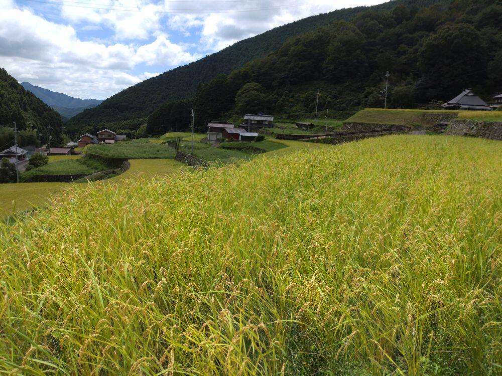 季節の風景：岩座神の棚田