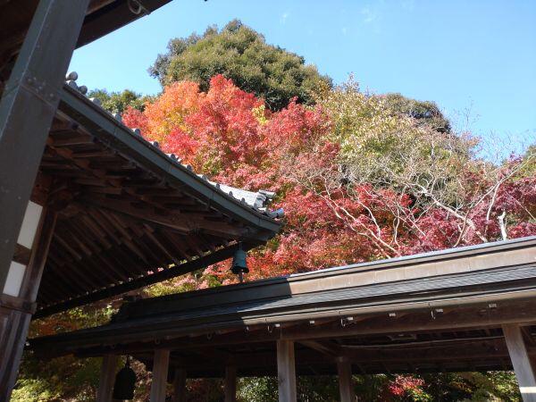 紅葉情報④　多可町中区