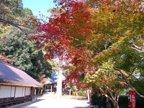 紅葉情報⑤　多可町加美区