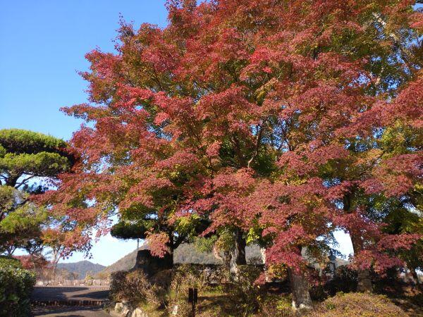 紅葉情報⑥　西脇市