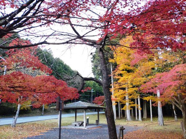 紅葉情報⑧　せせらぎ公園