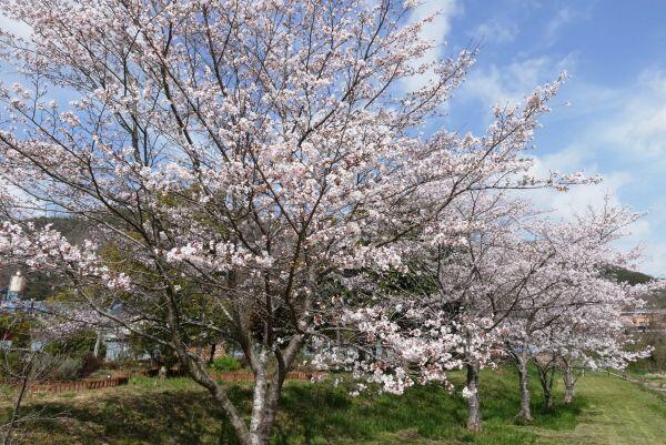 北はりまの桜情報①西脇市