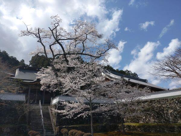 北はりまの桜情報③多可町