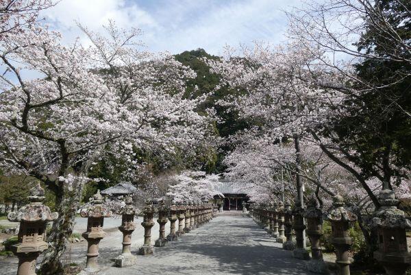 北はりまの桜情報②多可町