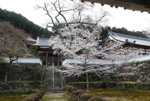 230327西光寺（加美区）.jpg