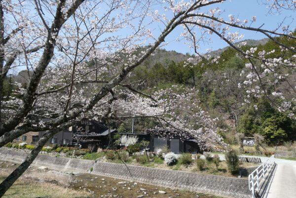 北はりまの桜情報④西脇市