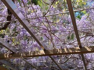 六所神社の藤が満開